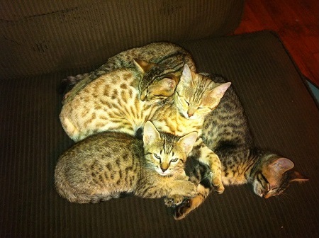 Savannah kitten