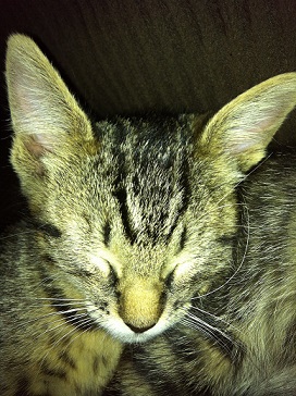 Savannah kitten