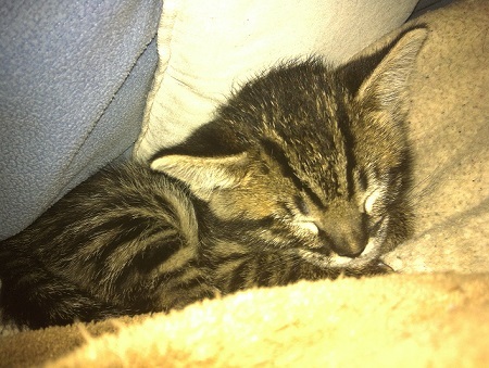savannah Kitten