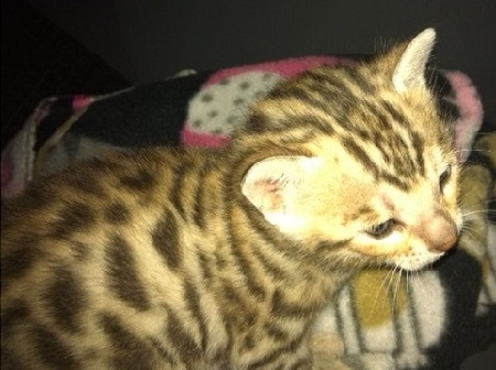 savannah Kitten