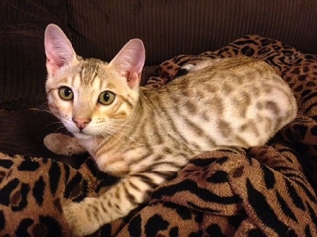 savannah Kitten