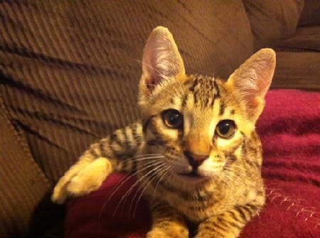 savannah Kitten