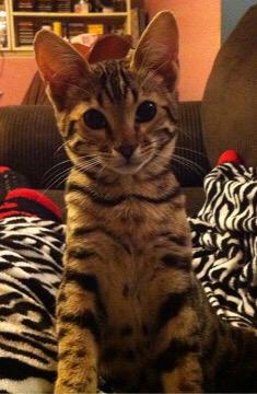 Savannah kitten
