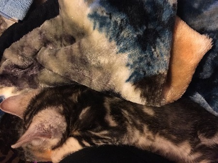savannah Kitten