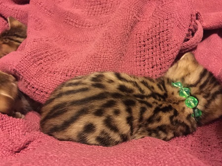 savannah Kitten