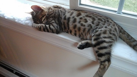 savannah Kitten
