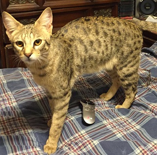 Ella Savannah breeder