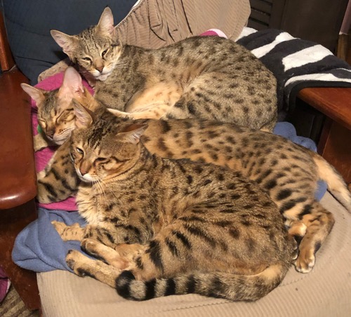 Ella, Amber, Wubzy