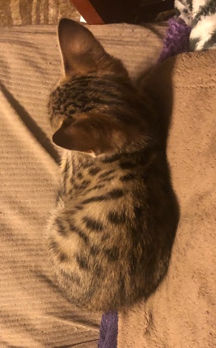 Savannah kitten 2 Back