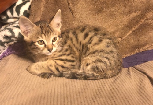Savannah kitten 2 Side