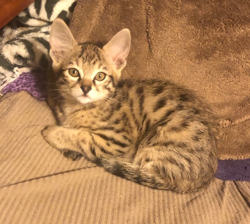 Savannah kitten 2 Head