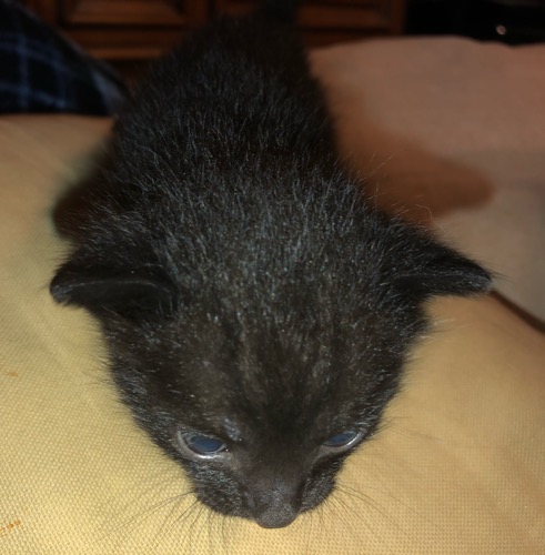 Savannah kitten 1 Head