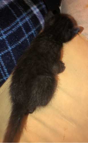 Savannah kitten 2 Back