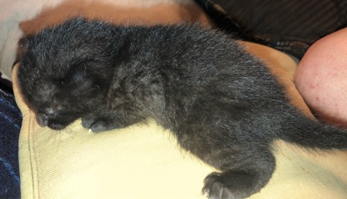 Savannah kitten 2 Side