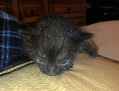 Savannah kitten 2 Head