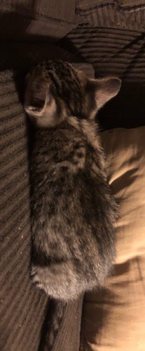 Savannah kitten 3 Back