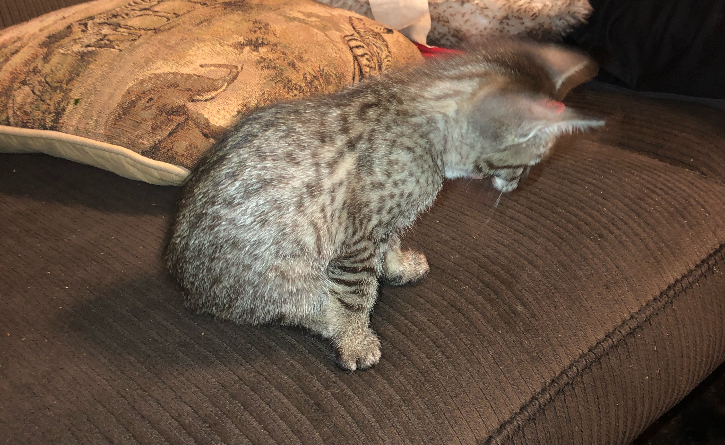 Savannah kitten 3 Side