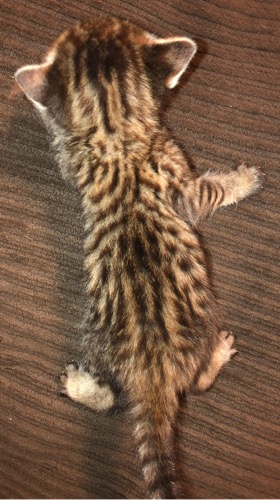 Savannah kitten 4 Back
