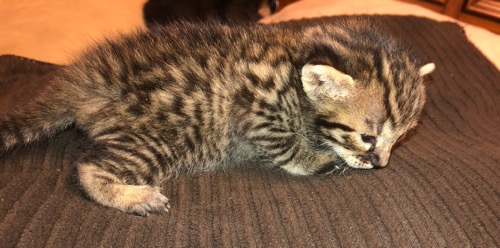 Savannah kitten 4 Side