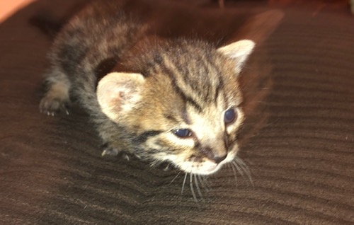 Savannah kitten 4 Head