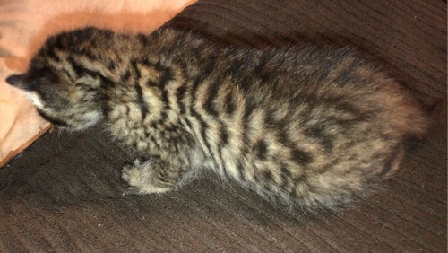 Savannah kitten 5 Side