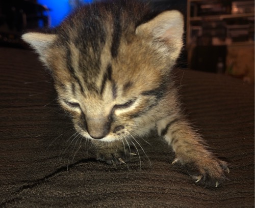 Savannah kitten 5 Head