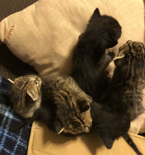 F6 litter mates