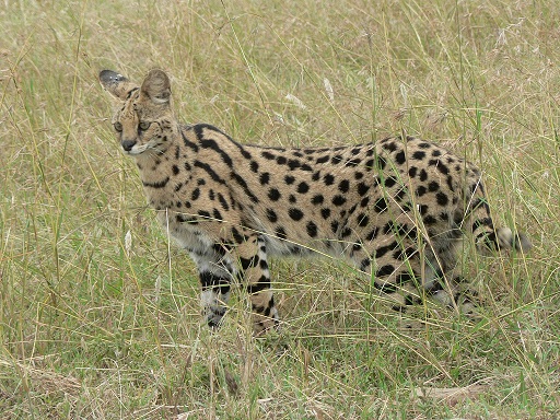 Wild African Serval